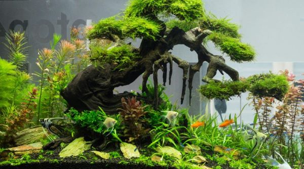 Đo pH thường xuyên, đặc biệt sau mưa hoặc thay nước.