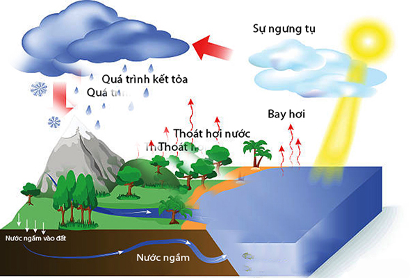 Cách tìm mạch nước ngầm bằng phương pháp thủ công