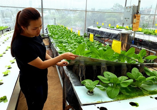 Môi trường thủy canh thay đổi liên tục