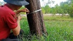 Mua thước đo thân cây Yamayo Nhật Bản tại Việt Nam