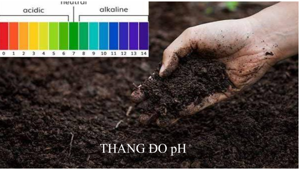 Người ta thường xác định độ pH của đất để làm gì và cách đo