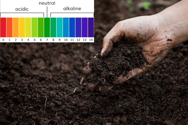 pH đất là chỉ số phản ánh tính axit hoặc kiềm của môi trường đất