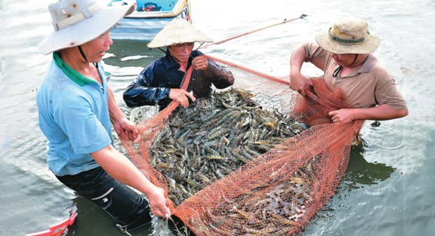 Độ mặn phù hợp cho các loại tôm nuôi phổ biến
